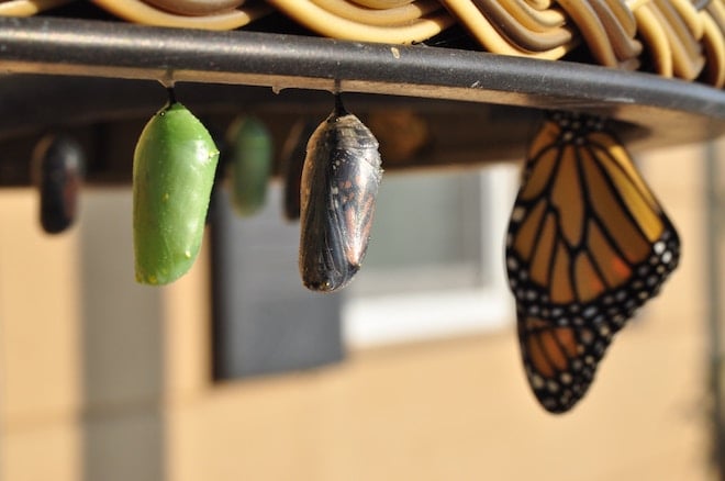 Butterflies in different metamorphic stages